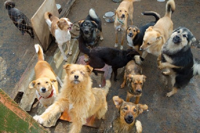 Município terá que auxiliar na retirada dos animais. Foto: Canva