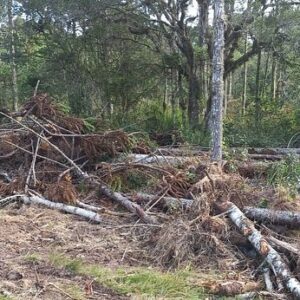 Foto: Polícia Militar Ambiental 