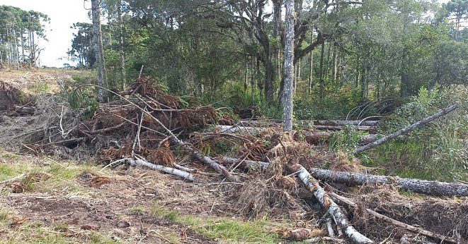 Foto: Polícia Militar Ambiental 