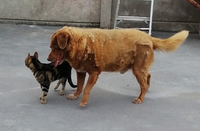 Cachorro mais velho do mundo comemora aniversário de 31 anos