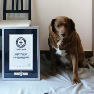 Foto: Guinness World Record | Reprodução