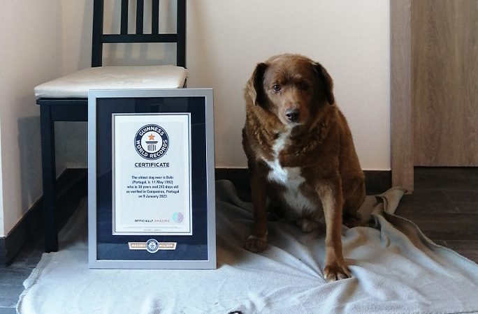 Foto: Guinness World Record | Reprodução