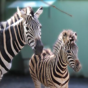 Foto: Zoo Pomerode | Divulgação