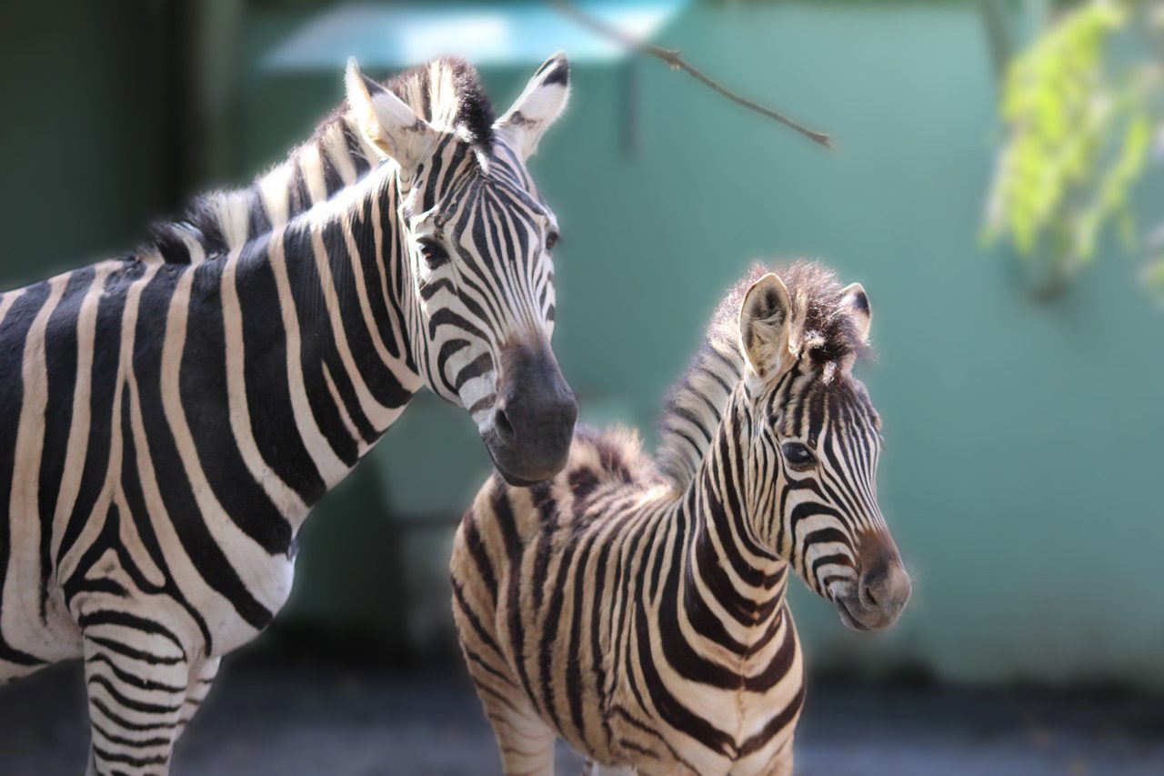 Foto: Zoo Pomerode | Divulgação