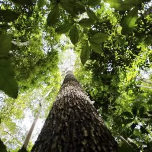 Cúpula do governo disse que compromissos em defesa do meio ambiente estão mantidos | Marcelo Camargo/Agência Brasil