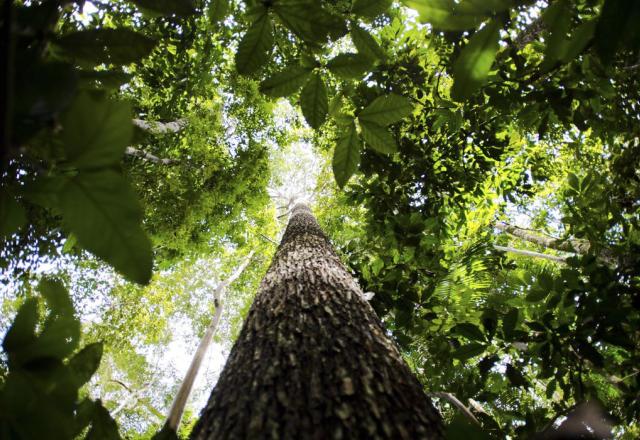 Cúpula do governo disse que compromissos em defesa do meio ambiente estão mantidos | Marcelo Camargo/Agência Brasil