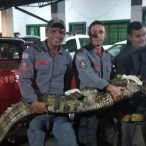 Jacaré com mais de 2 metros foi resgatado pelos bombeiros paulistas | Foto: Corpo de Bombeiros SP

