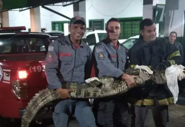 Jacaré com mais de 2 metros foi resgatado pelos bombeiros paulistas | Foto: Corpo de Bombeiros SP

