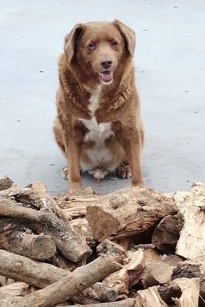 Cachorro mais velho do mundo comemora aniversário de 31 anos