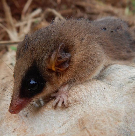 IMAGENS: Animal "diferentão" é encontrado em obras de SC