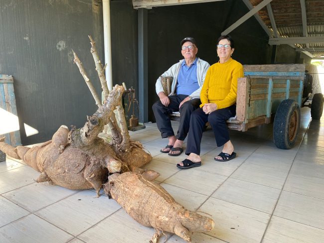 "Tenho 75 anos e nunca tinha visto algo assim": casal colhe mandioca gigante em Pomerode