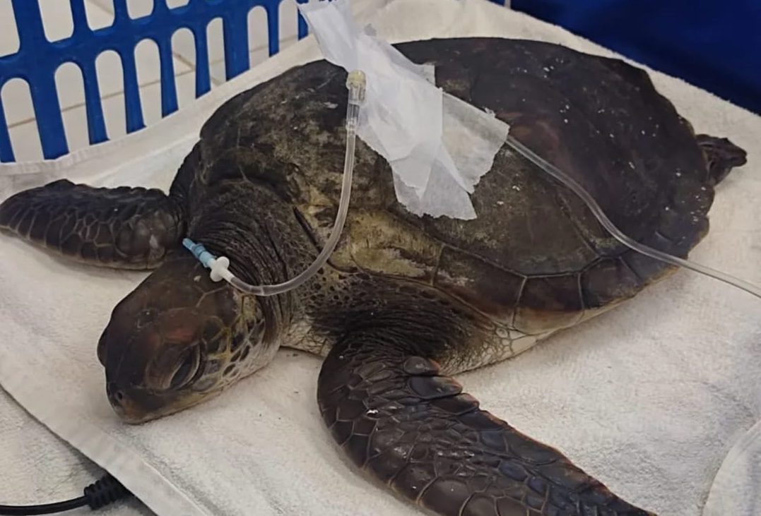 Necropsia de tartaruga que morreu em SC mostra a quantidade de plástico ingerida pelo animal | Foto: PMP-BS/Divulgação