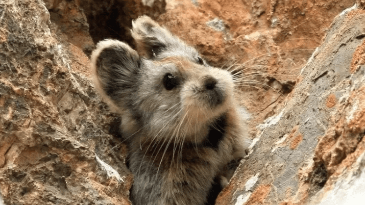 Especie-rara-pika-entra-para-lista-de-animais-de-estimacao