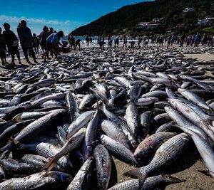 Foto Ricardo Wolffenbüttel/SECOM

