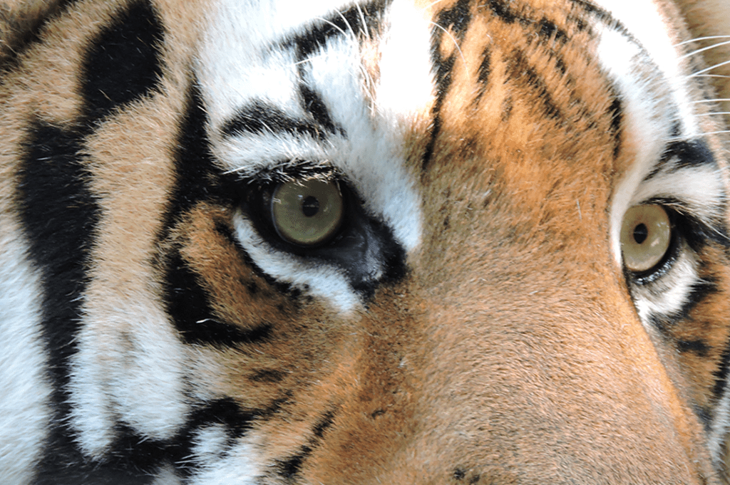 O Tigre 🐯 Curiosidades sobre os tigres que você precisa saber. Os mai