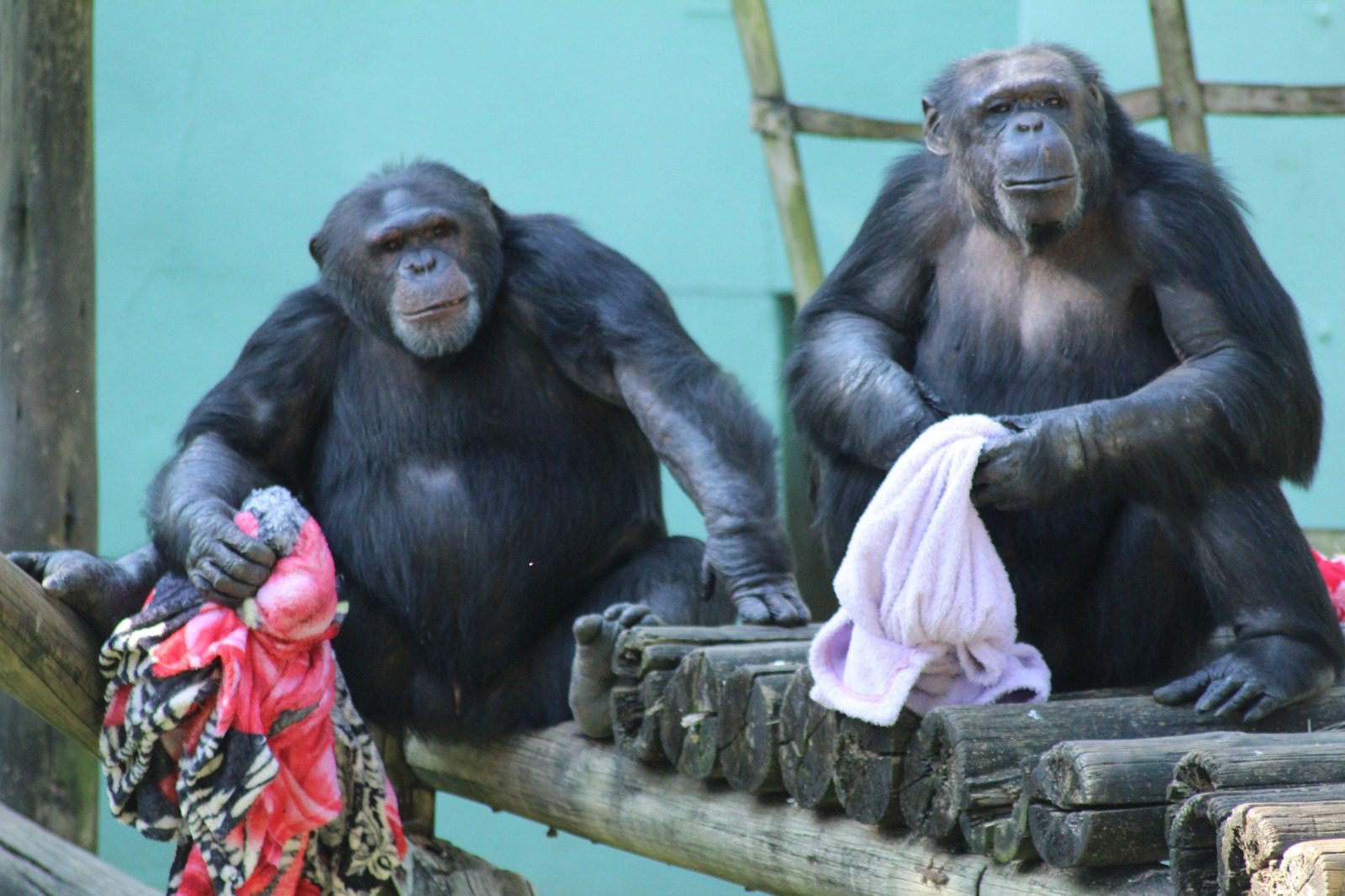 Foto: Divulgação Bioparque Zoo Pomerode