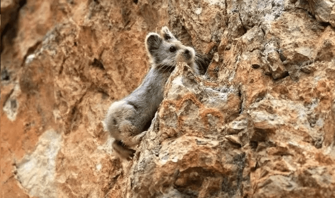 Especie-rara-pika-entra-para-lista-de-animais-de-estimacao