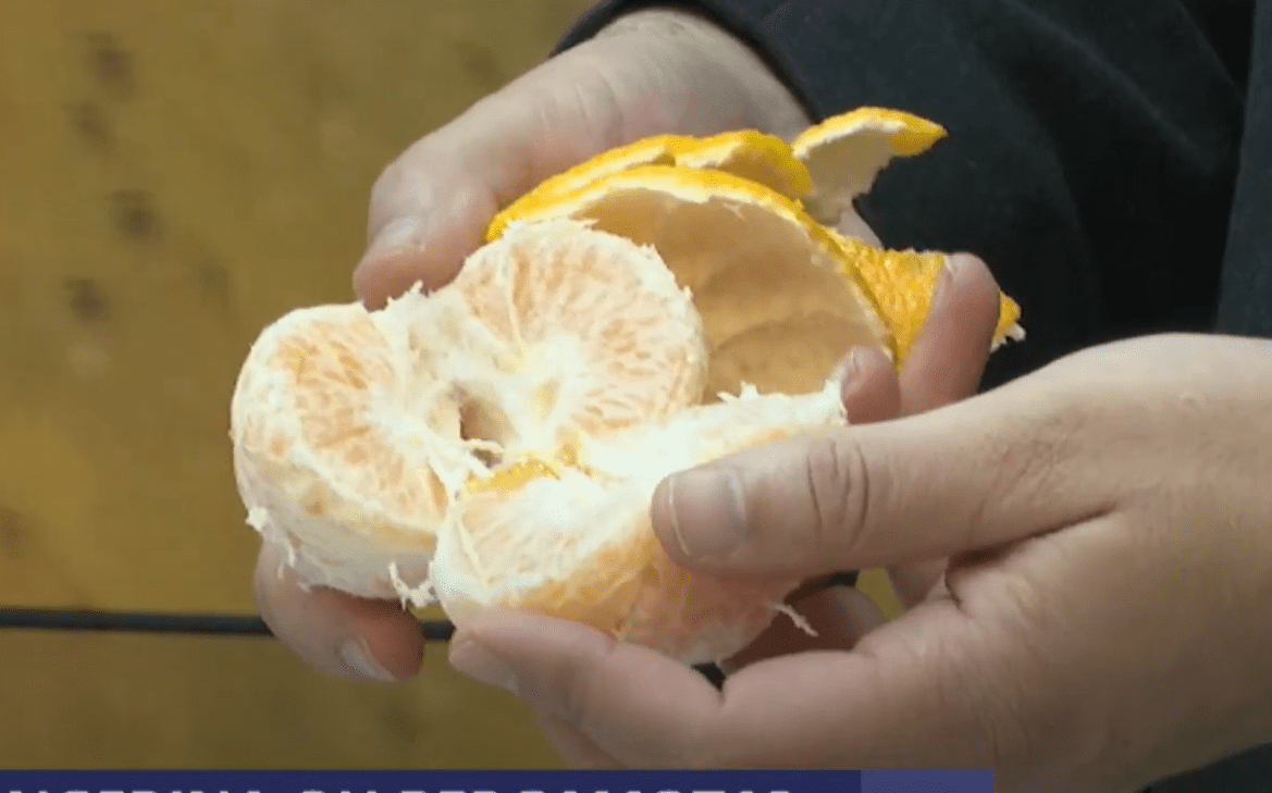 Tangerina e mexerica não são a mesma fruta! Entenda a família dos citros