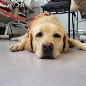 A labradora Moana distribui muitos 