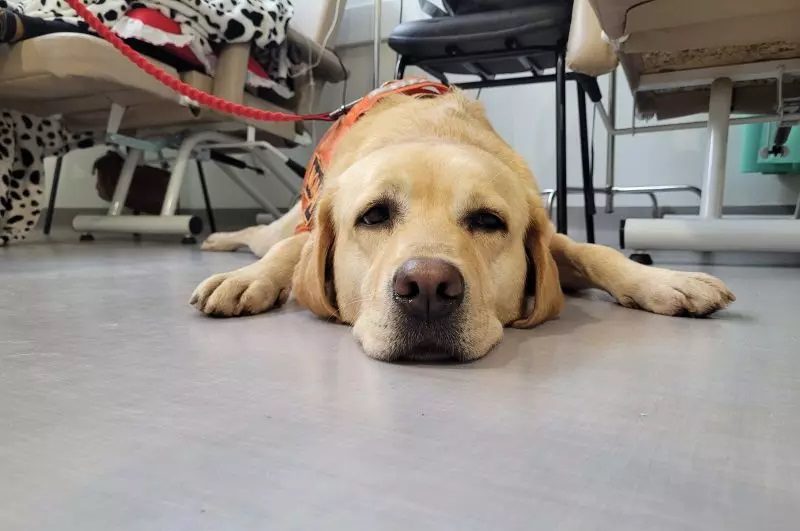 A labradora Moana distribui muitos “lambeijos” aos pacientes | Foto: Hospital Marieta/Reprodução