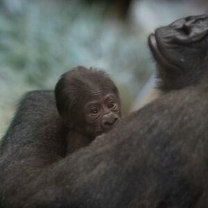 Foto:  Divulgação | Columbus Zoo and Aquarium