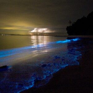 A espécie tem a bioluminescência como mecanismo de defesa | Foto: reprodução/internet 