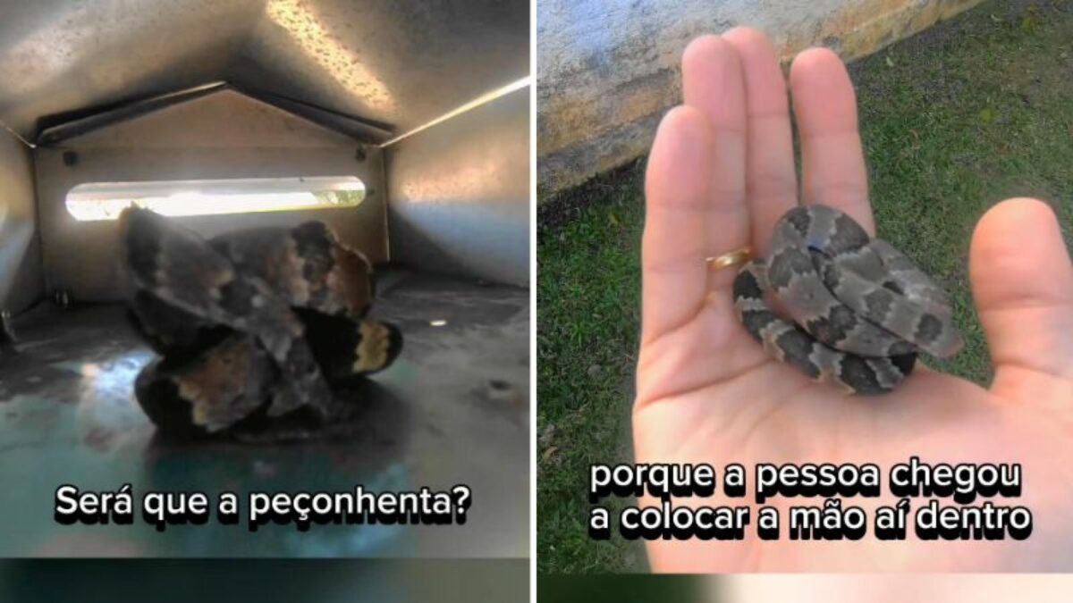 Moradora encontra cobra dentro de piscina vazia após cães latirem