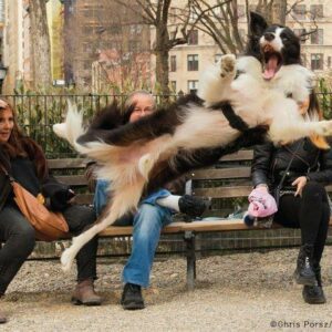 Foto: Comedy Pets/Via SBT News 