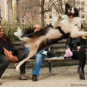 Foto: Comedy Pets/Via SBT News 