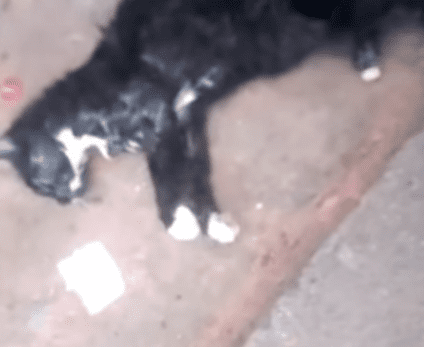 Denuncian las trampas para gatos que han causado graves heridas a animales  en Girona