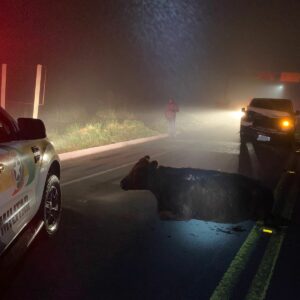 Vaca foi atropelada enquanto atravessava a rodovia | Foto: Polícia Militar Rodoviária (PMRv)