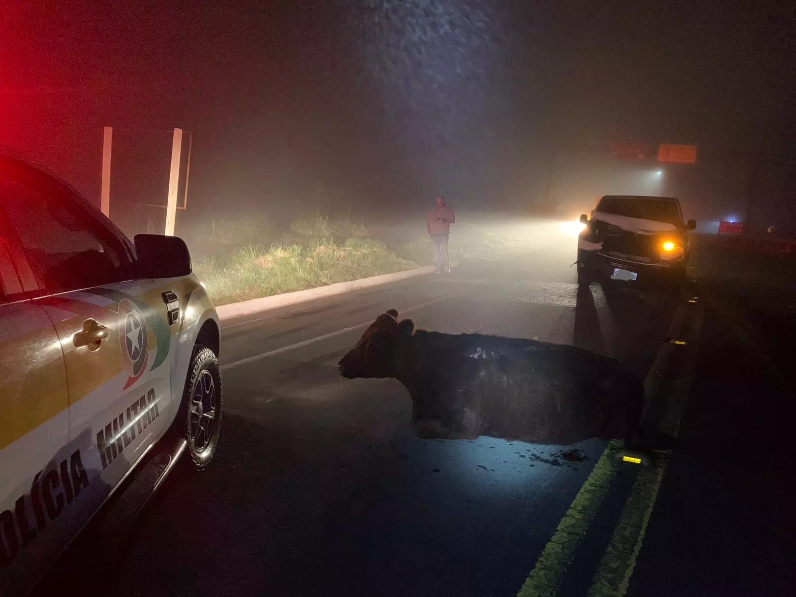 Vaca foi atropelada enquanto atravessava a rodovia | Foto: Polícia Militar Rodoviária (PMRv)