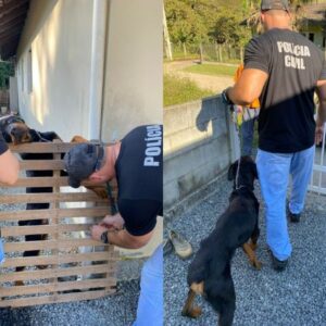 Fotos: Polícia Civil/Divulgação.