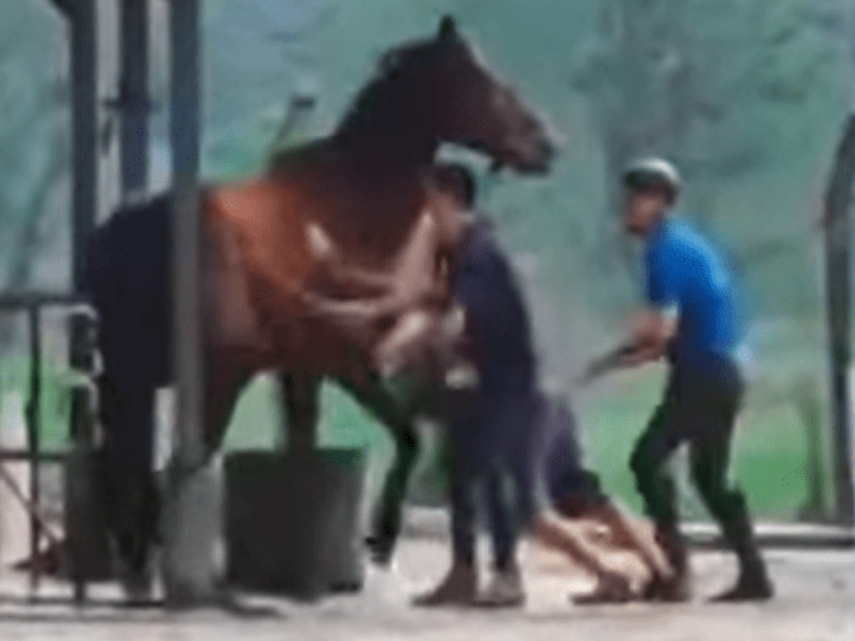 Cavalo é agredido com chutes e chicotadas após empacar em rua de