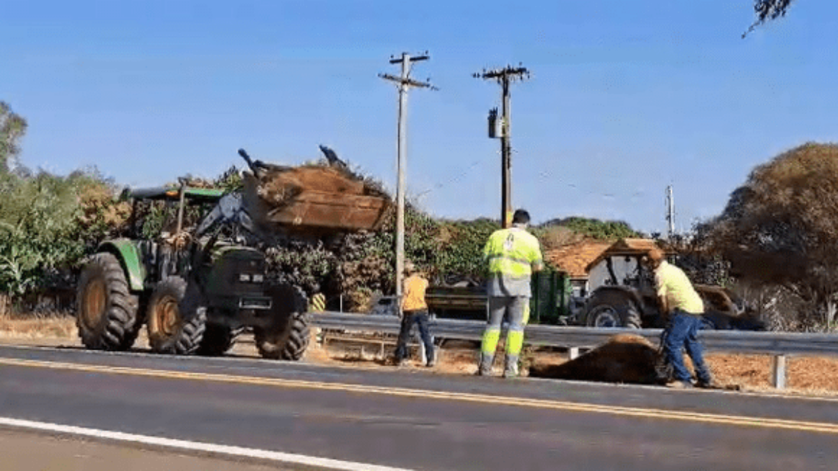 Motorista fica gravemente ferido ao atropelar e matar cavalo. Vídeo