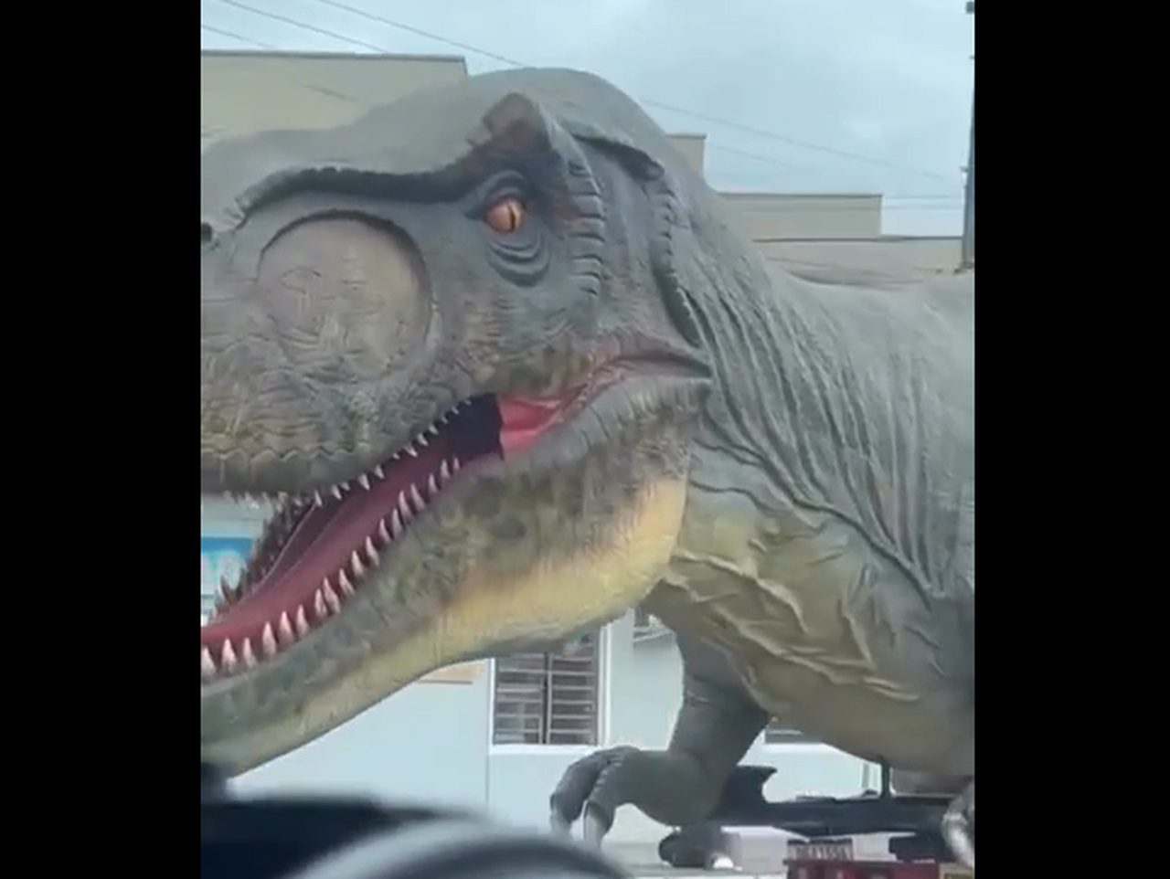 VIDEO: Captan dinosaurio dando un paseo por las calles de BC; entender