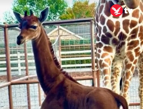 Girafa deve estar na lista de animais em extinção dos EUA, diz pedido