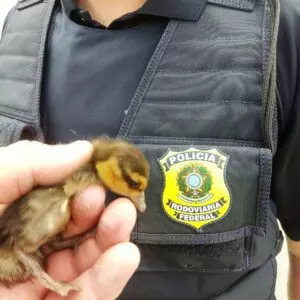 Foto: Polícia Rodoviária Federal/divulgação