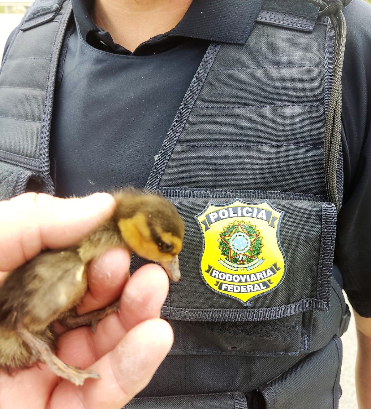 Foto: Polícia Rodoviária Federal/divulgação