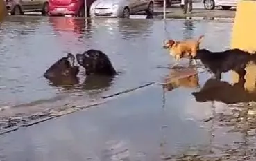 Foto: Porto Alegre 24 Horas | Reprodução