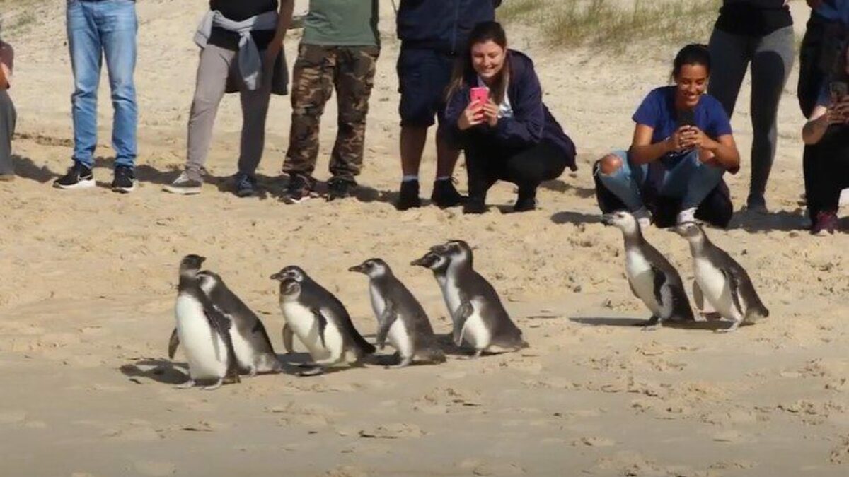 Pinguins e tartarugas são devolvidos à natureza após reabilitação em Rio  Grande; vídeo, Rio Grande do Sul