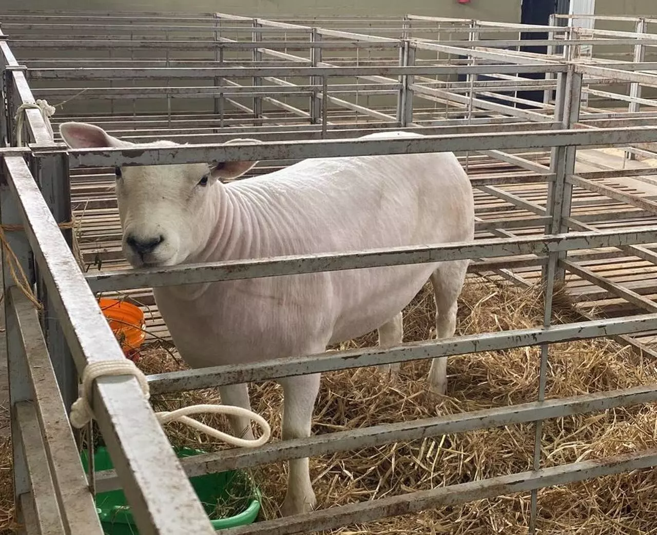 Foto: Organização Exposição Sul Brasileira de Ovinos/Divulgação