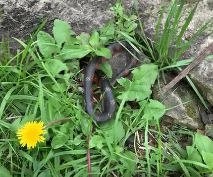 Foto: reprodução redes sociais  Foto: reprodução redes sociais