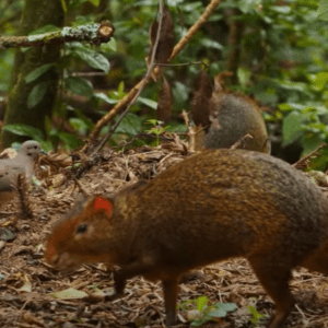 Foto: reprodução/Grande Reserva Mata Atlântica