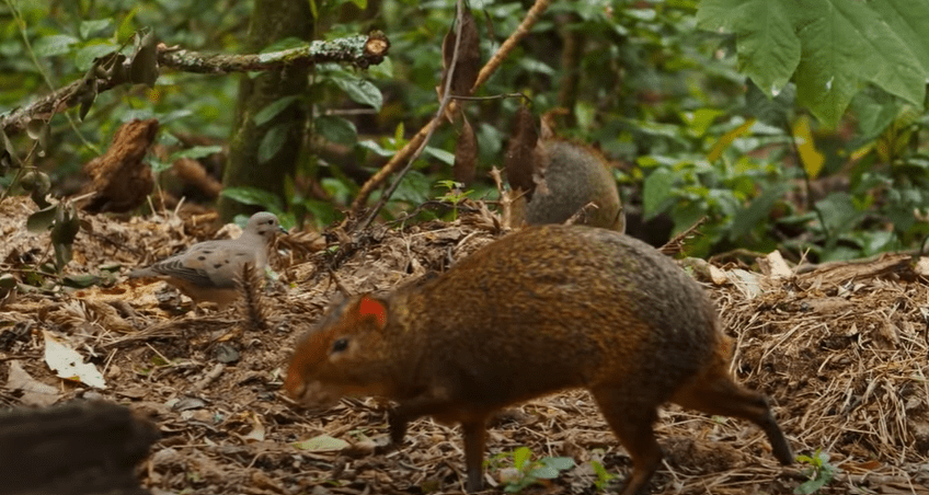 Foto: reprodução/Grande Reserva Mata Atlântica