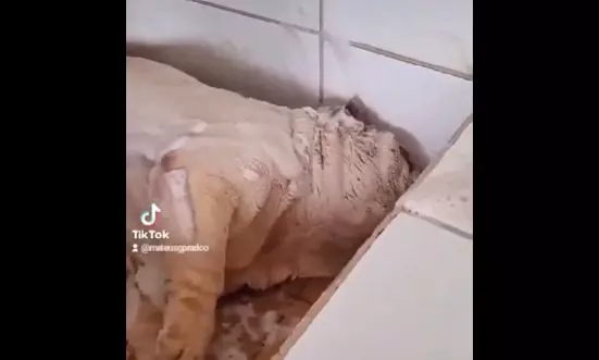 Cachorro Batata dormindo durante banho. Foto: Reprodução 