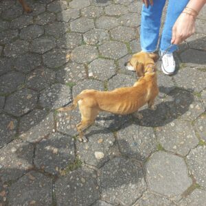 Foto: divulgação/PMSC 