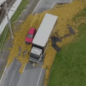 Foto: divulgação/Guarda Municipal de Florianópolis