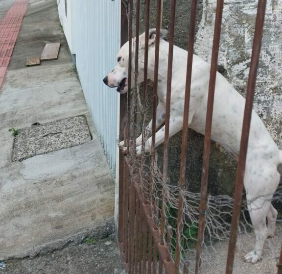 Foto: PCSC / Divulgação