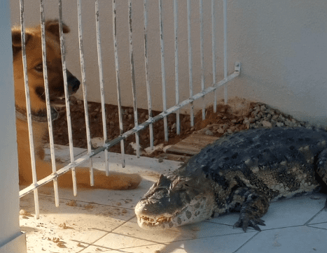 Os cachorros latiram durante a madrugada toda desta terça-feira (16), mas os moradores não imaginavam que seria por causa de um jacaré | Foto: reprodução/Janaína Silveira 